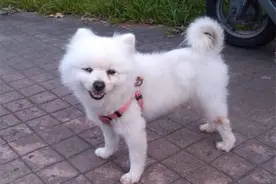 教你2个方法，快速区分博美犬和狐狸犬，千万不要误认了图片