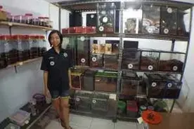 女子在家中养上千只蜘蛛，自称当作宠物，曾被咬伤数次图片