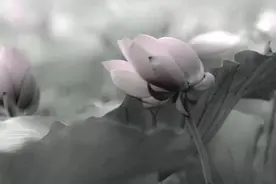 宛如仙境！水雾特效，交大这一池荷花太美了！图片