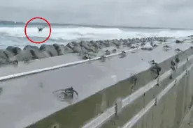 台风来了！三沙永兴岛的螃蟹“飞”了起来