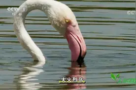 古代欧洲人将火烈鸟视为神鸟，认为它象征着重生，这是为什么？视频封面