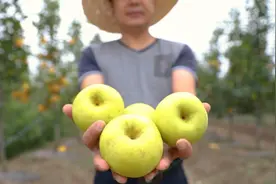 航拍枝江百里洲 万亩梨园果飘香视频封面