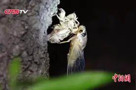 济南“金蝉村”家家户户养金蝉 村民夜入上千元