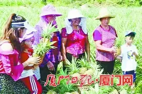 同安澳溪凤梨采摘节登场 三万多株台湾金钻凤梨体验自由采摘乐趣图片