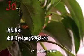 夜半三更睡不着，竟是小公鸡准时上岗？公鸡主人：一定会立马处理，不会给别人添麻烦图片