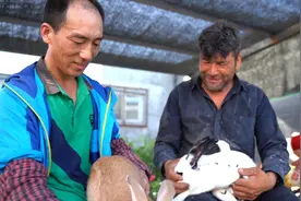 最美支边人丨陈耀平：帮助少数民族兄弟一起富起来视频封面