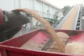 大国粮仓 他们用心守护视频封面