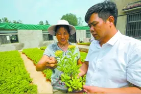 六合高钙菜，为村民增收“补钙”图片