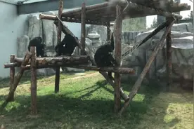 烟台南山公园黑猩猩姐妹迎"如意郎君"(图)视频封面