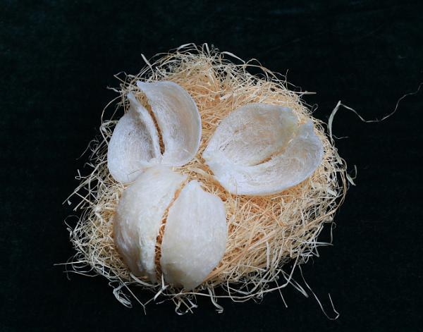 癌变切除子宫手术能花胶吗 子宫癌术后可以吃鱼胶吗