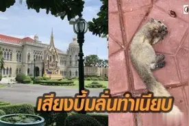 松鼠爬进变电箱致爆炸 泰国政府大楼多处停电图片