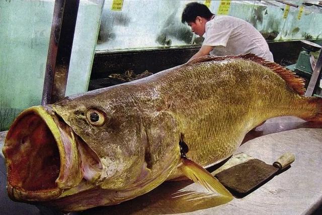 花胶炖完干瘪 2026年花胶炖完干瘪还能吃吗