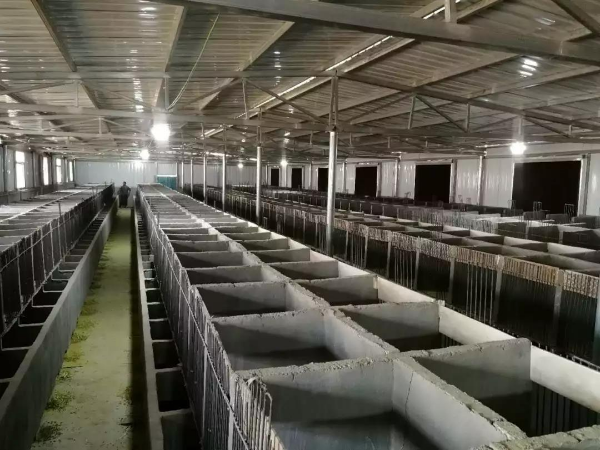 云南豪猪去哪买（竹鼠豪猪卖得好）