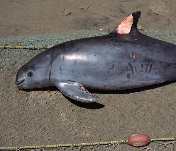 坚持吃花胶 2026年坚持吃花胶皮肤知乎