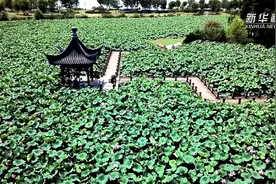 水上叶田田 骄阳风荷举视频封面