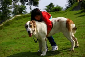 中亚牧羊犬要怎么饲养图片