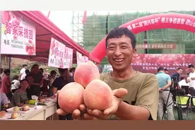 到碧山摘桃子啦！阳曲县举办“桃王”争霸赛图片