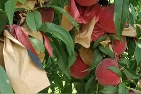 放弃大城市高薪工作，清华硕士在曹县做"果农"，一天卖了8000多元的桃子图片