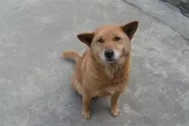 土狗的优点是什么？看家护院只是其一，看完你就知道了图片