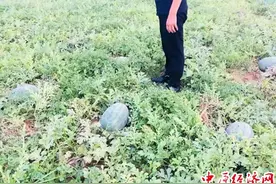 “征婚”：这个村30亩龙旋风西瓜 急待“出嫁”图片