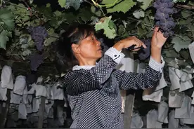 只为你能吃“新鲜”镇江果农凌晨摸黑采葡萄图片