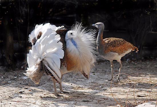 世界上到底有多少种生物？