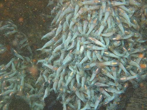 世界上到底有多少种生物？