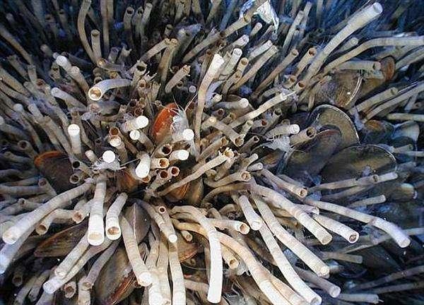 世界上到底有多少种生物？