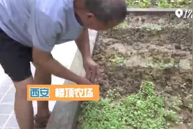 西安一社区楼顶建“开心农场” 居民争相承包