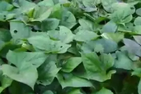 红薯叶子不要随便吃！告诉家人朋友们