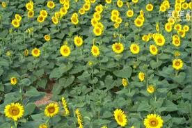 河北沙河：荒岭变花海 农旅融合促增收视频封面