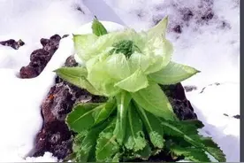 四川发现 | 高山上的来客：雪莲和雪兔子图片