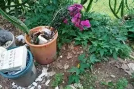 烂根的蝴蝶兰捡回家，教你3招起死回生冒白根，当年就开花图片