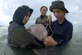 美人鱼宝宝身亡 解剖发现肠道里有大量塑料垃圾图片