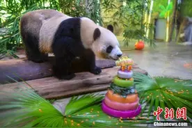 海南动物园为大熊猫兄弟“贡贡”和“舜舜”庆生图片