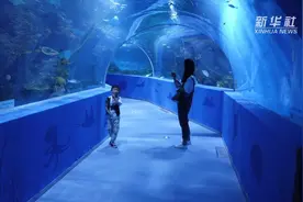 世界海拔最高的大型综合海洋馆在高原古城西宁开馆视频封面