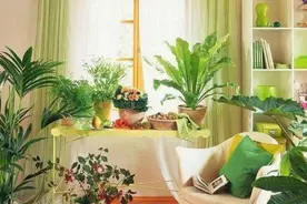 养花长虫子了，很容易就烂叶、烂根，不如用“4种小玩意”治一治图片