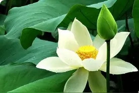 荷自在池塘图片