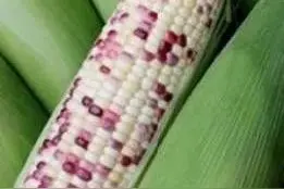 彩色玉米不是转基因，紫黑糯玉米是珍品图片