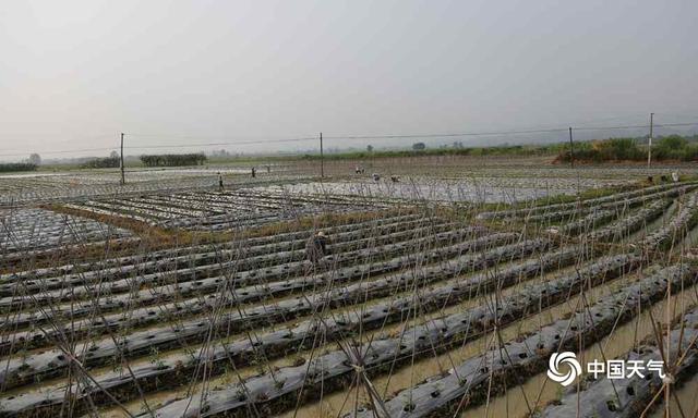 田阳烈日炎炎 果农依旧繁忙