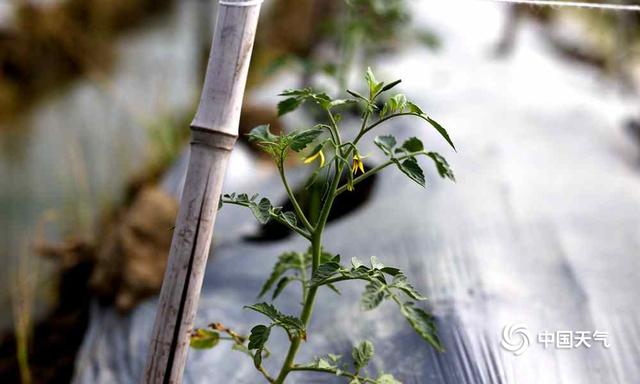 田阳烈日炎炎 果农依旧繁忙