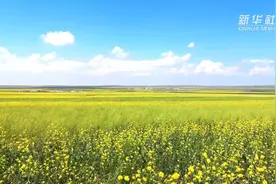 风吹黄花遍地金 内蒙古380万亩油菜花集中盛开视频封面