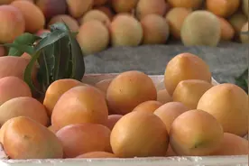 荒山变金山 看云南华坪绿色转型记视频封面