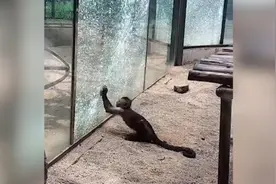 动物园“泼猴”刨出石头，砸裂场馆玻璃视频封面