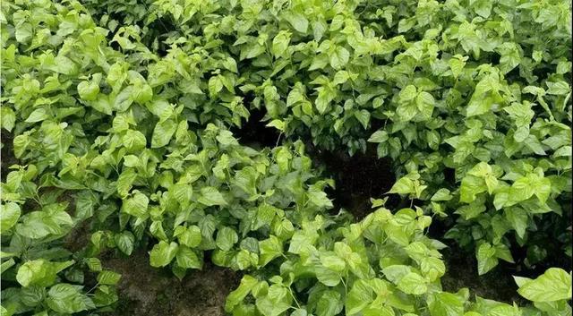 蚕丝被被曝光了！被子盖的不对，对身体有哪些危害，不知道的赶紧看看...