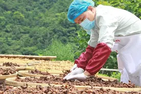 潜心六年 他把黄精做到极致图片