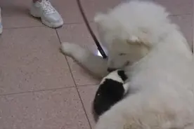 爱犬送培训后怀孕，狗主崩溃：它还未成年视频封面