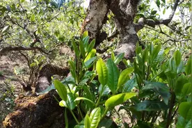 云南农垦旗下“冰岛老树”普洱茶上市图片