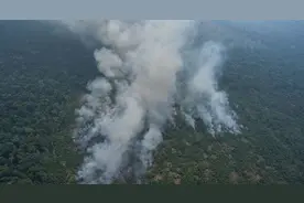 巴西专家预言：照现在砍伐速度 亚马逊雨林30年后将消失图片