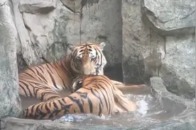 动物避暑有妙招！猛虎吃“冰棒” 熊猫吹空调视频封面